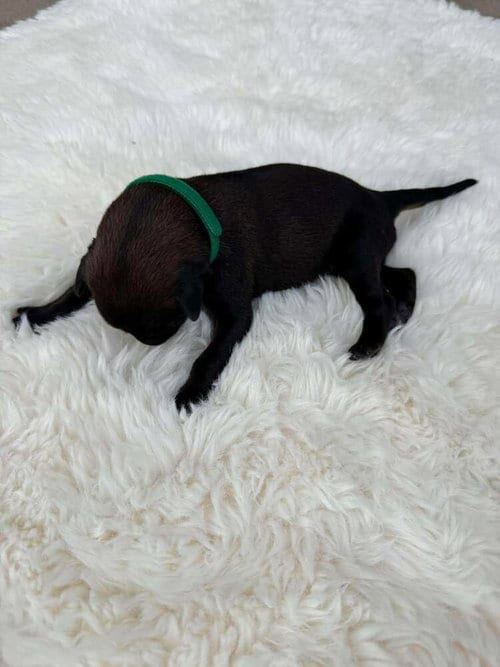 Photo of New Light Litter Halo Green Collar - Located in CA, adoptable Belgian Shepherd Malinois in Imlay City, Michigan