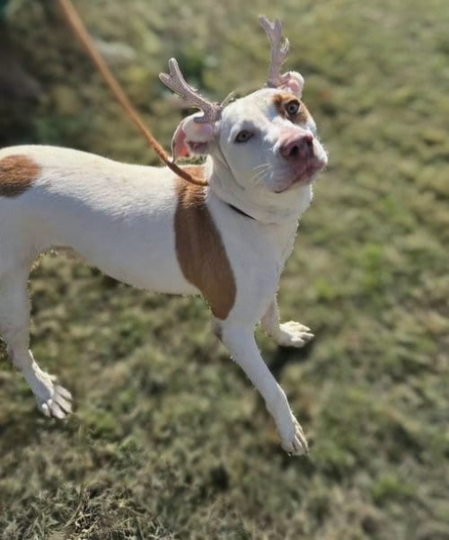 Photo of Madison, adoptable American Staffordshire Terrier in Jackson, Mississippi