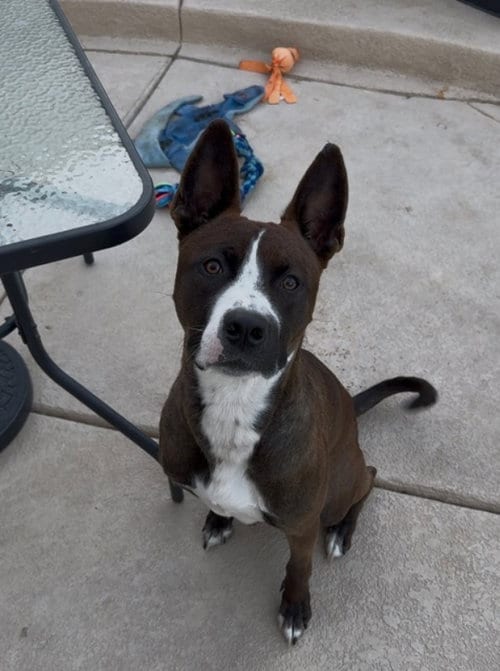 Photo of Baker, adoptable Boston Terrier in San Diego, California