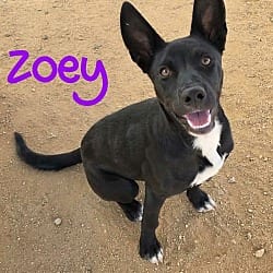 Photo of Zoey, adoptable Australian Kelpie Border Collie in California City, California
