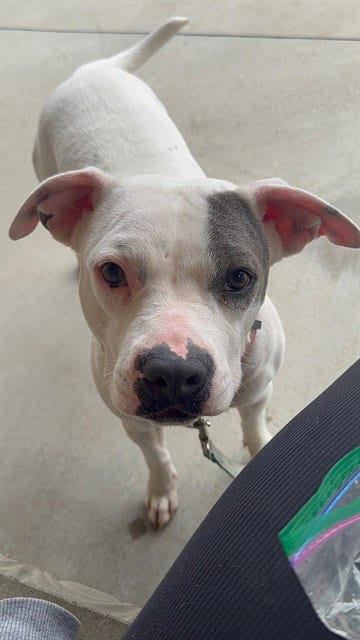 Photo of Ziggy, adoptable Pit Bull Terrier in Santa Maria, California