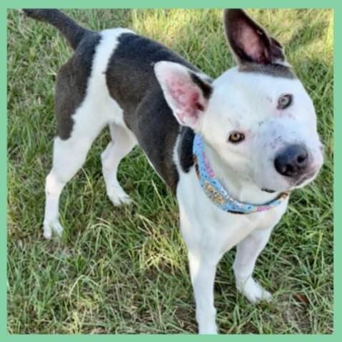 Photo of Jonah, adoptable American Pit Bull Terrier in Conroe, Texas