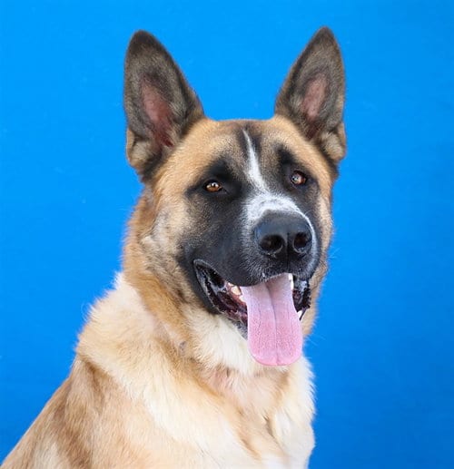 Photo of Ozzy, adoptable Saint Bernard in Baldwin Park, California