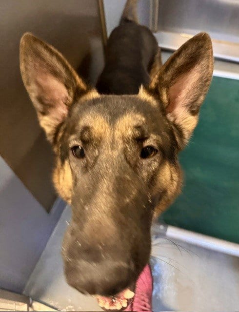 Photo of Gizmo, adoptable German Shepherd Dog in South Lake Tahoe, California