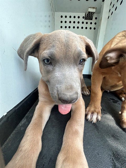Photo of A170791, adoptable Pit Bull Terrier in Bakersfield, California
