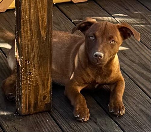 Photo of Canela, adoptable Labrador Retriever in Virginia Beach, Virginia