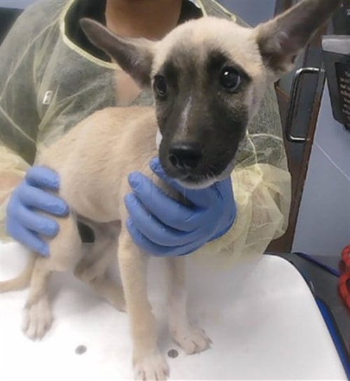 Photo of Mulan, adoptable German Shepherd Dog in Phoenix, Arizona