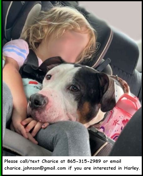 Photo of Harley, adoptable American Pit Bull Terrier in Oak Ridge, Tennessee