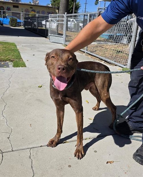 Photo of Bruce, adoptable Pit Bull Terrier in Downey, California