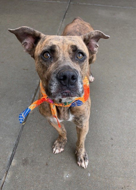 Photo of Akita, adoptable American Bulldog in Tulsa, Oklahoma