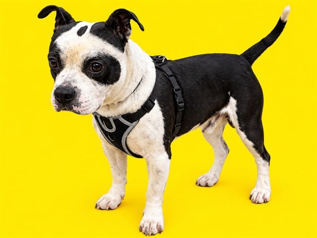 Photo of Morphy, adoptable Terrier mix in Miami, Florida