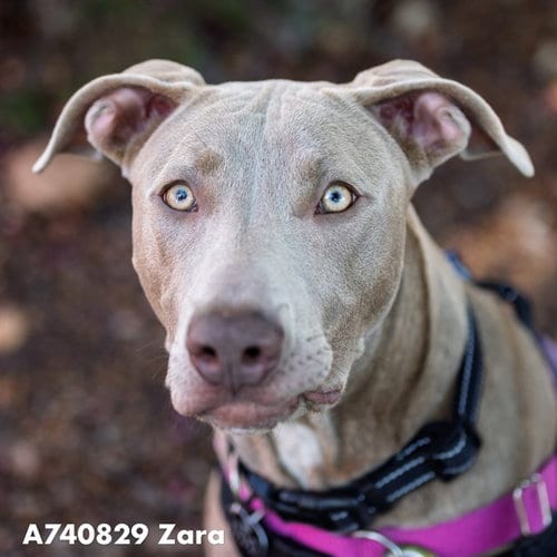 Photo of Zara, adoptable Pit Bull Terrier in Sacramento, California