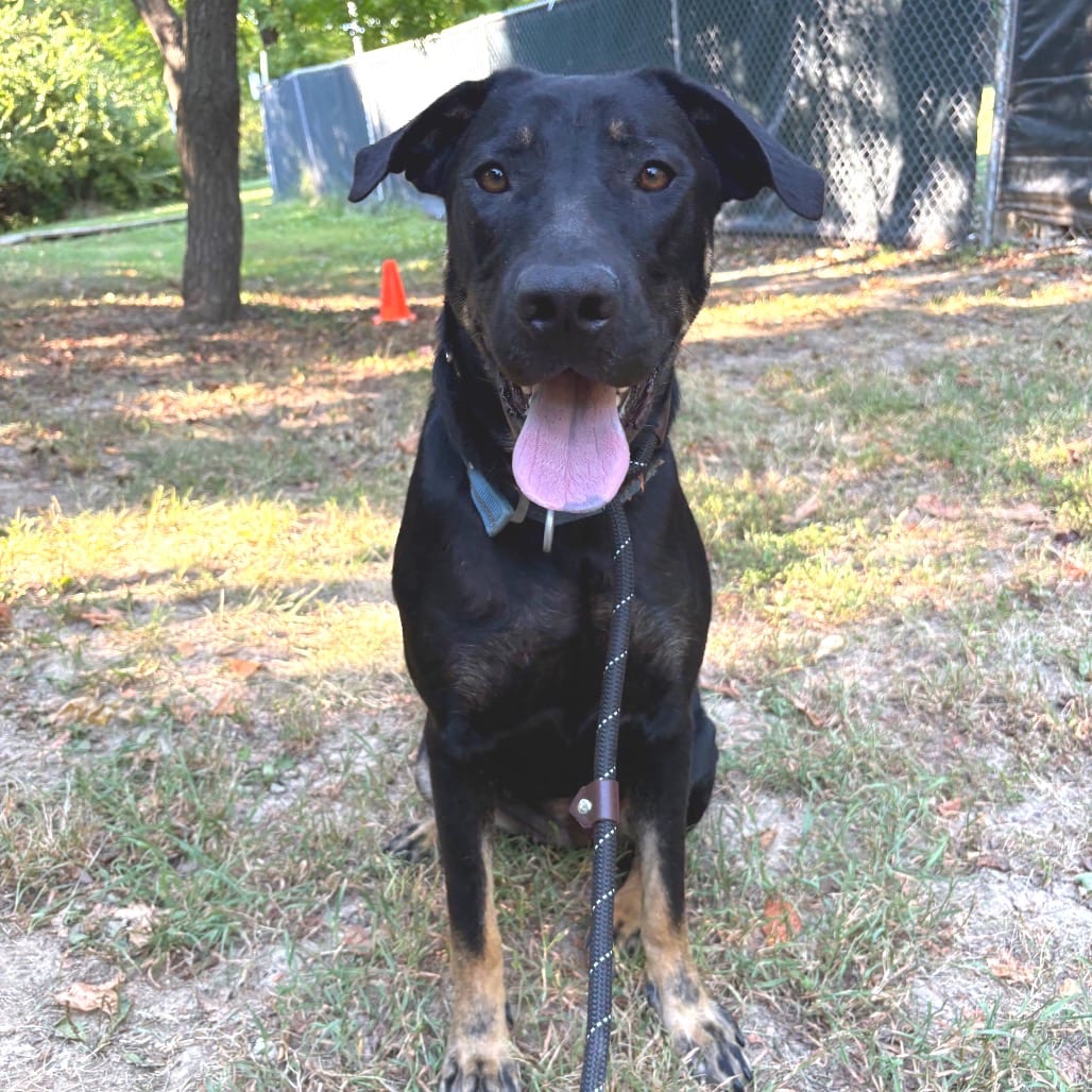 Photo of Trudy, adoptable Mixed Breed (Large) in St. Charles, Missouri