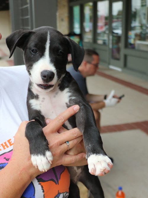 Photo of Bella Noche, adoptable Labrador Retriever in Pflugerville, Texas