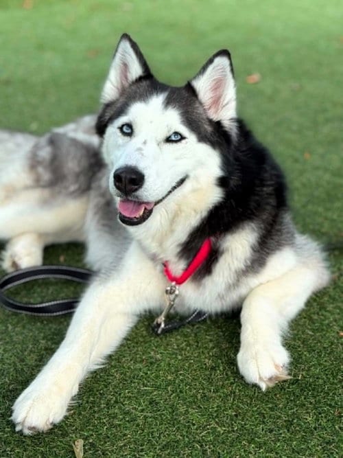 Photo of Sky, adoptable Unknown breed in Shelburne, Vermont