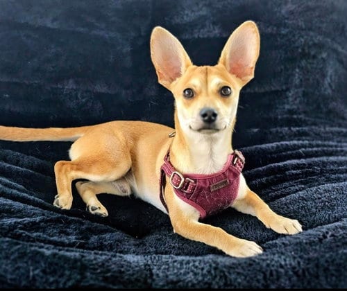 Photo of Peanut, adoptable Chihuahua in Dublin, Ohio