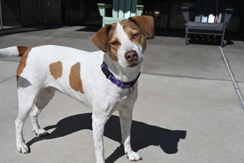 Photo of Lulu, adoptable Hound in Denver, Colorado