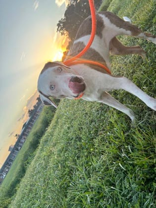 Photo of Squirt, adoptable Catahoula Leopard dog in New Orleans, Louisiana