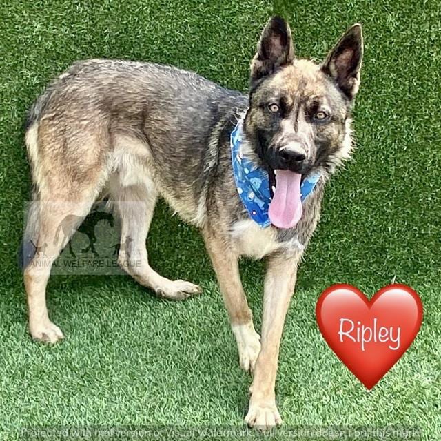 Photo of Ripley, adoptable German Shepherd Dog mix in Chicago Ridge, Illinois