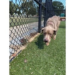 Photo of Ashes, adoptable American Pit Bull Terrier in Baton Rouge, Louisiana