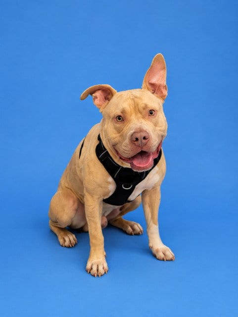Photo of Waldo, adoptable American Bulldog in Miami, Florida