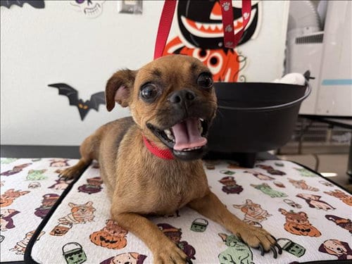 Photo of Lunita, adoptable Chihuahua in San Pedro, California