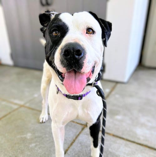 Photo of Damon, adoptable American Pit Bull Terrier in Oakland, California