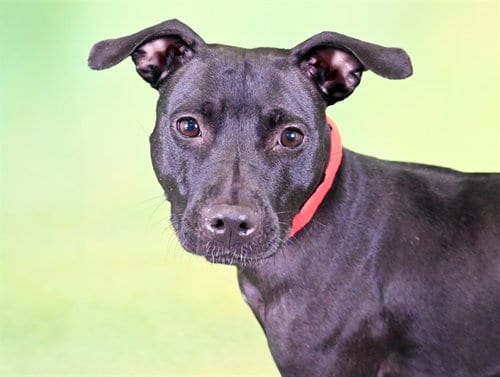 Photo of Venus, adoptable Labrador Retriever in Ft Lauderdale, Florida