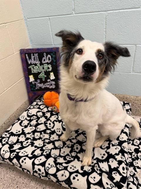 Photo of Telluride, adoptable Australian Shepherd in Brighton, Colorado