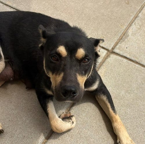 Photo of Persphone, adoptable German Shorthaired Pointer in Tulsa, Oklahoma