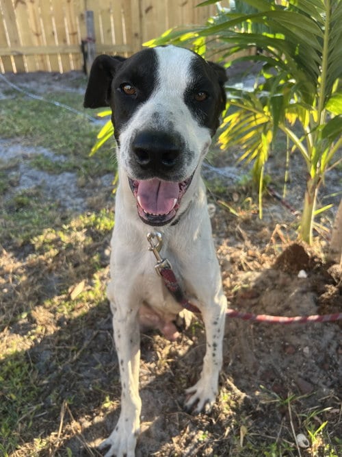Photo of Pluto, adoptable Terrier in Miami, Florida