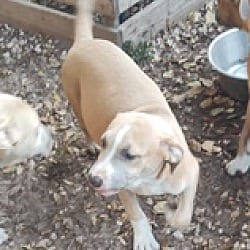 Photo of Ellie, adoptable Staffordshire Bull Terrier in Riverview, Florida