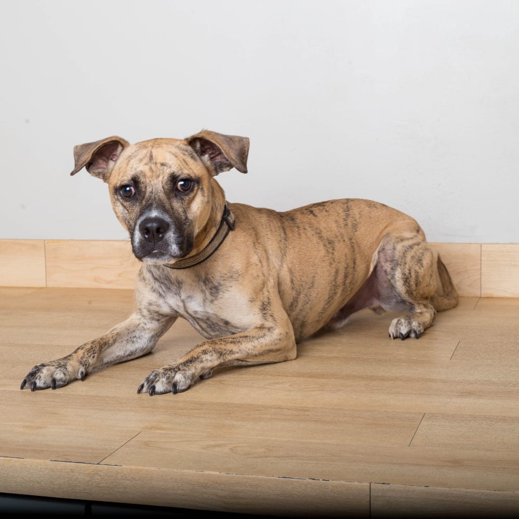 Photo of Theo D69310, adoptable Boxer / Terrier, Rat in Minnesota, Minnesota