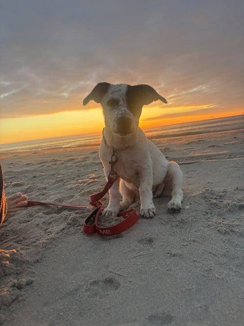 Photo of Venus, adoptable Labrador Retriever in Oakhurst, New Jersey