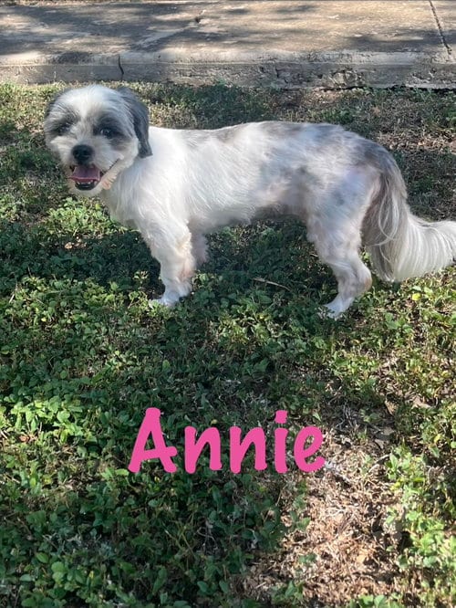 Photo of Annie, adoptable Shih Tzu in Pipe Creek, Texas