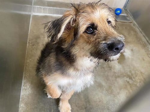 Photo of Lion-O, adoptable Airedale Terrier in Orange, California
