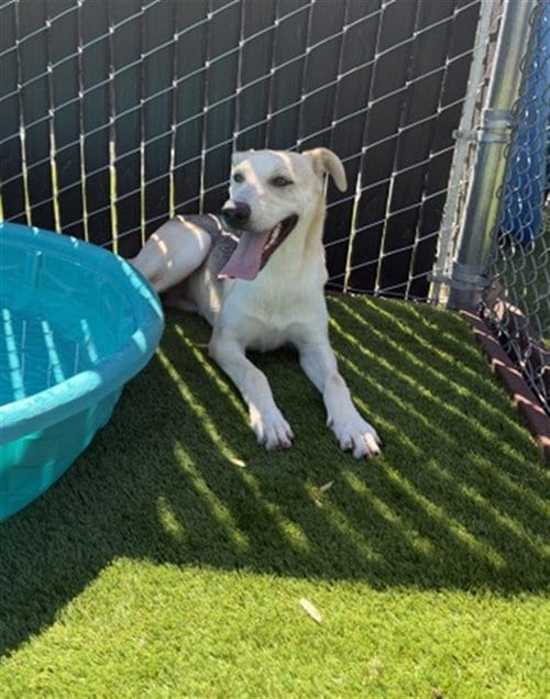 Photo of Lennon, adoptable German Shepherd Dog in San Bernardino, California