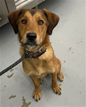 Photo of Kadi Sue, adoptable Labrador Retriever in Waco, Texas