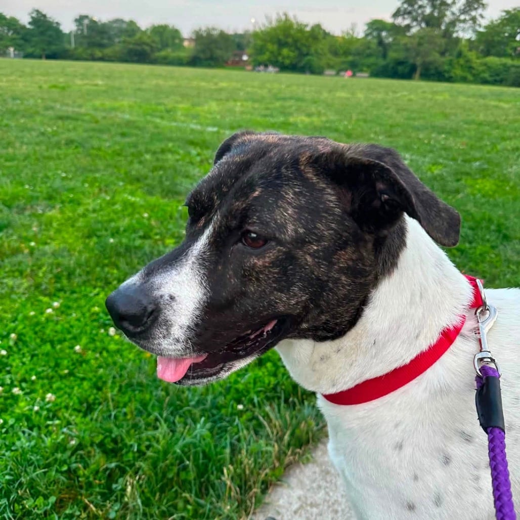Photo of Penny, adoptable Terrier, Pit Bull / Mix in Weatherford, Texas