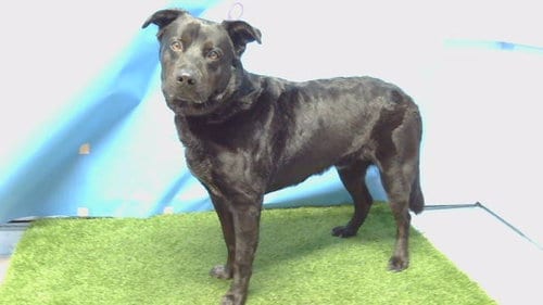Photo of Lobo, adoptable Labrador Retriever in Gardena, California