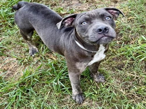 Photo of Rocket, adoptable American Bulldog in Houston, Texas