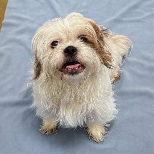 Photo of Peony, adoptable Shih Tzu in Burlingame, California