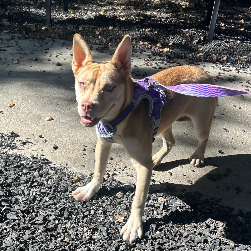 Photo of Dandelion, adoptable Mixed Breed (Medium) in Decatur, Georgia