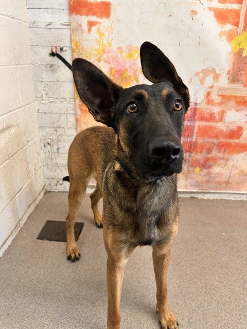 Photo of Luke, adoptable Belgian Shepherd Malinois in San Bernardino, California