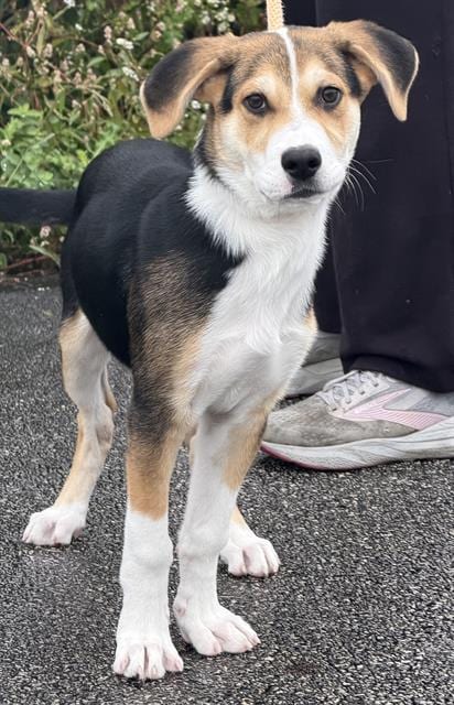 Photo of Kevin, adoptable Siberian Husky in Canfield, Ohio