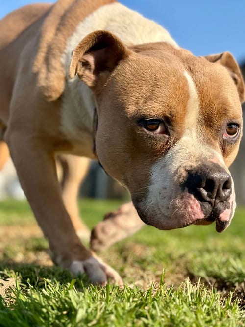 Photo of Kingston, adoptable Pit Bull Terrier in Visalia, California