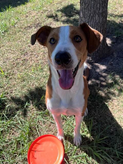 Photo of Maisie, adoptable Australian Kelpie in Plano, Texas