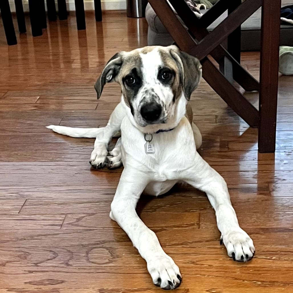 Photo of Derk, adoptable Mixed Breed (Medium) in Fairfax Station, Virginia