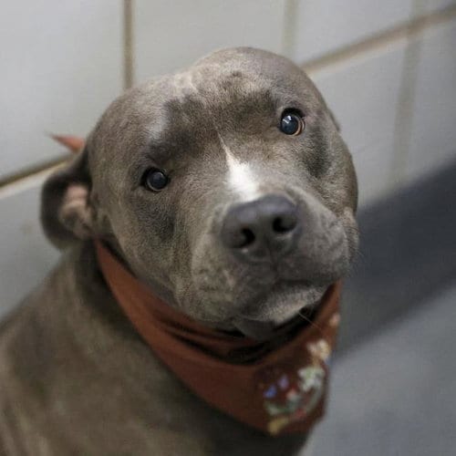 Photo of Joey Brakes, adoptable American Staffordshire Terrier in San Antonio, Texas