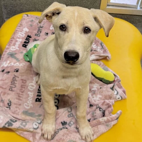Photo of Andie, adoptable German Shepherd Dog in Houston, Texas